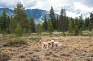 Dog friendly places in Truckee